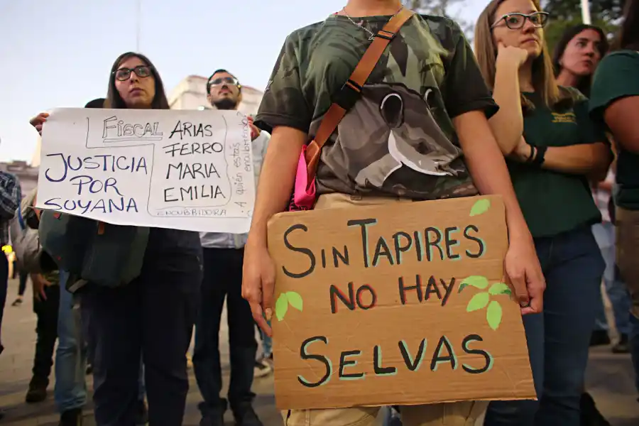 El trágico destino de una tapir dejó en evidencia lo frágil de nuestra biodiversidad