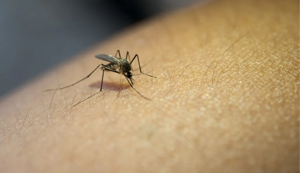 Se evaluó al mosquito que transmite dengue y encefalomielitis equina