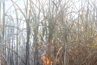 Un 18% de la quema ligada a caña se hizo sobre el cultivo en pie
