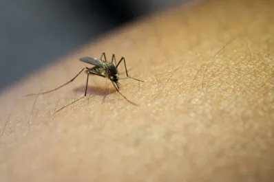 Científicos sostienen que las picaduras de mosquitos podrían depender del jabón que se utilice