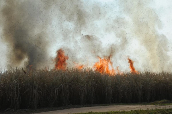 Durante 2023 en Tucumán se quemaron 38.900 hectáreas vinculadas al cultivo de caña de azúcar