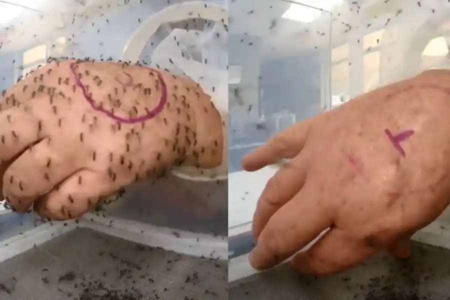 Científicos sostienen que las picaduras de mosquitos podrían depender del jabón que se utilice