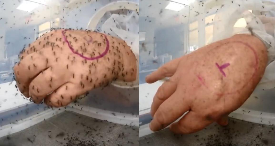 Científicos sostienen que las picaduras de mosquitos podrían depender del jabón que se utilice