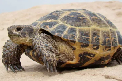 Su tortuga se escapó de su casa e inició un operativo vecinal que se hizo viral