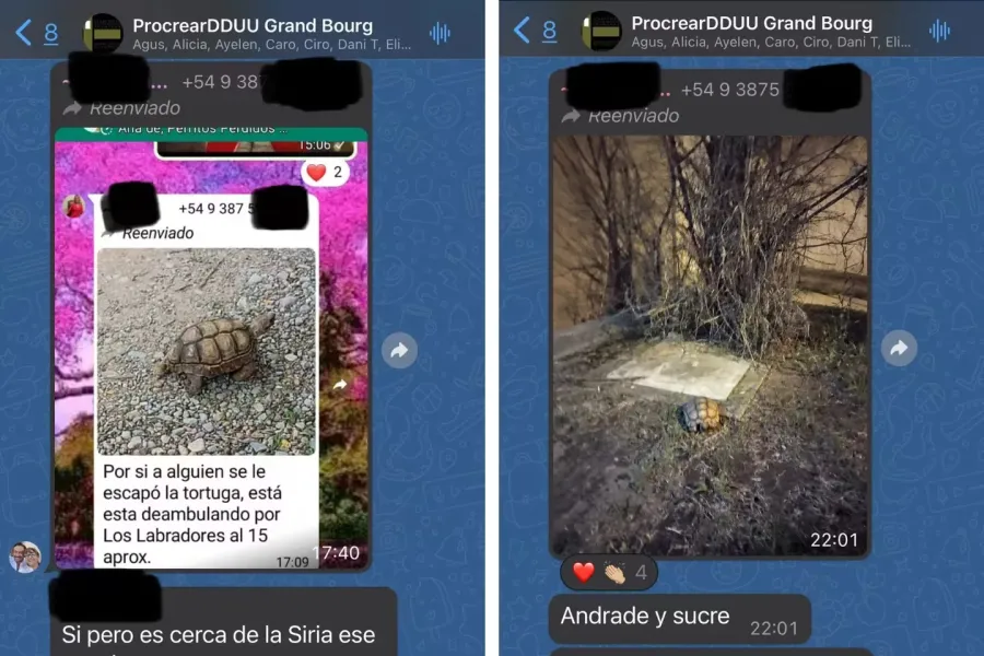 Los chats de los vecinos sobre la búsqueda de la tortuga fugada