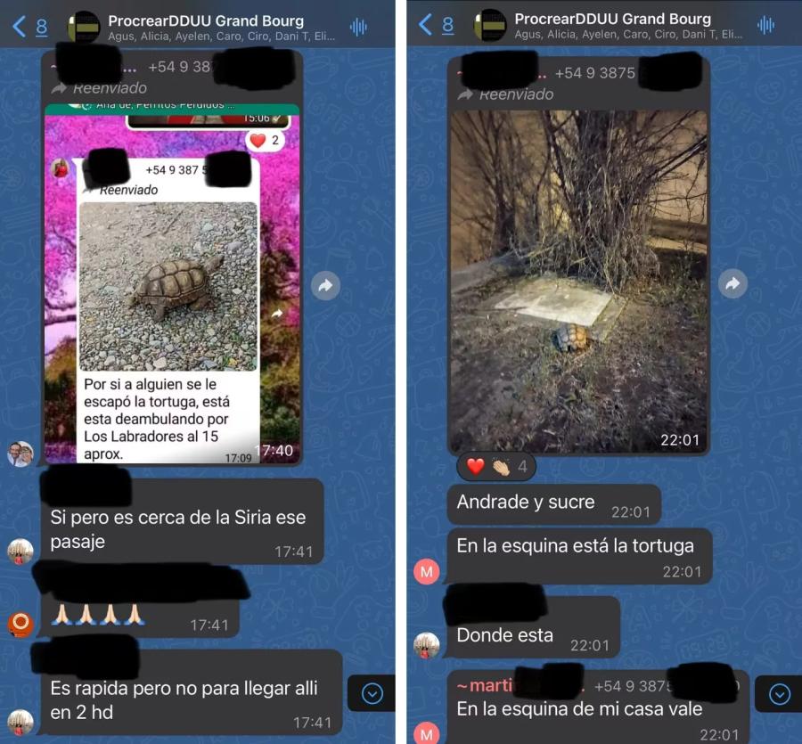 Los chats de los vecinos sobre la búsqueda de la tortuga fugada