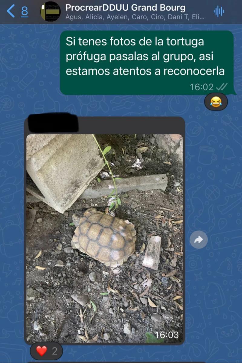 Desesperada búsqueda de una tortuga en un chat vecinal