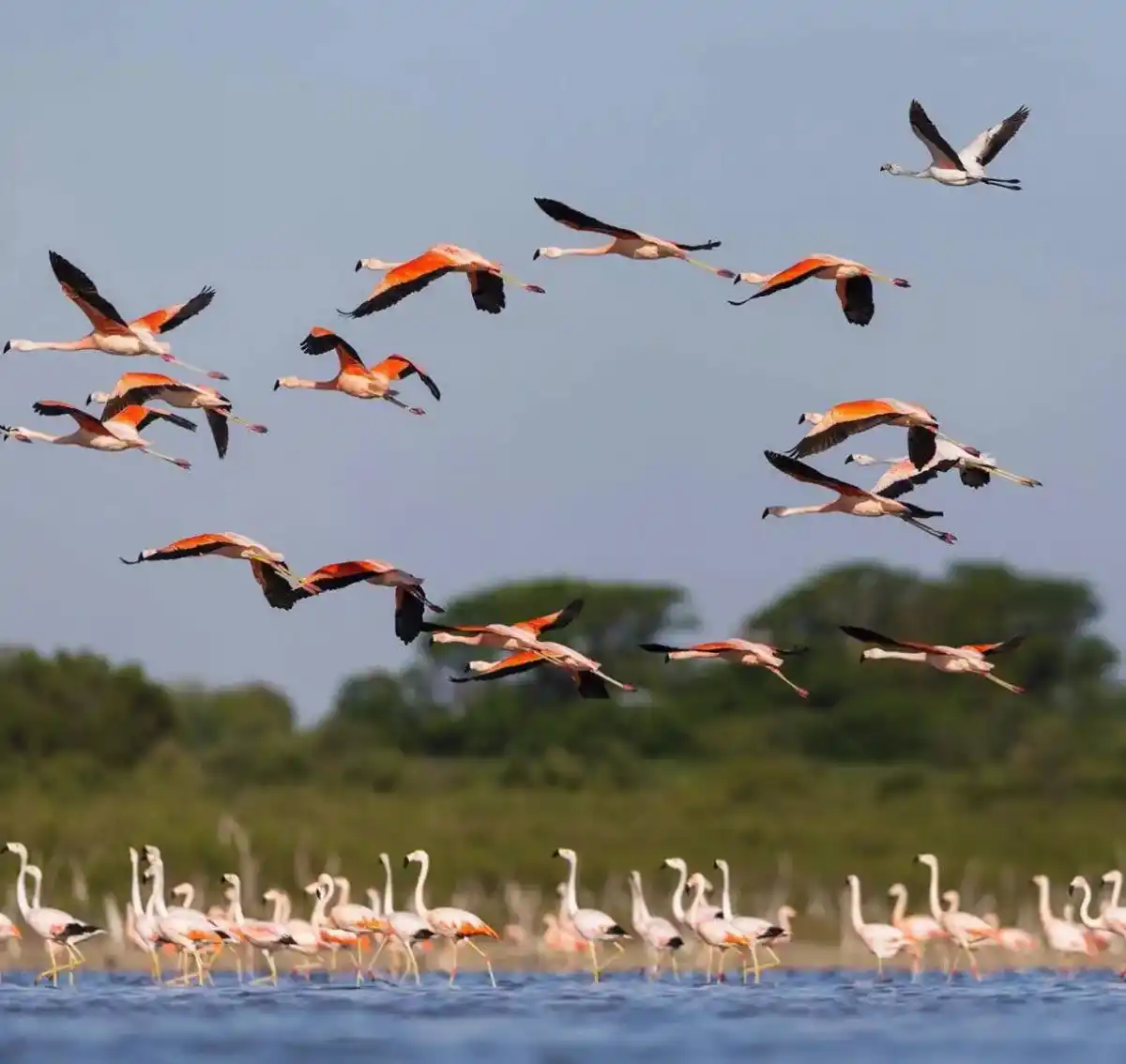 La reserva resguarda tres especies de flamencos