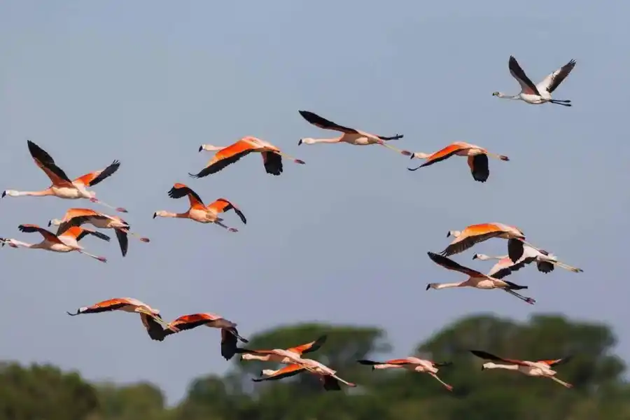 La reserva resguarda tres especies de flamencos