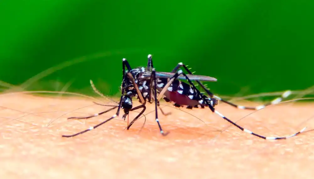 Alerta por dengue en Tucumán: dos casos podrían ser locales