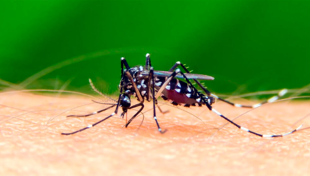 Alerta por dengue en Tucumán: dos casos podrían ser locales