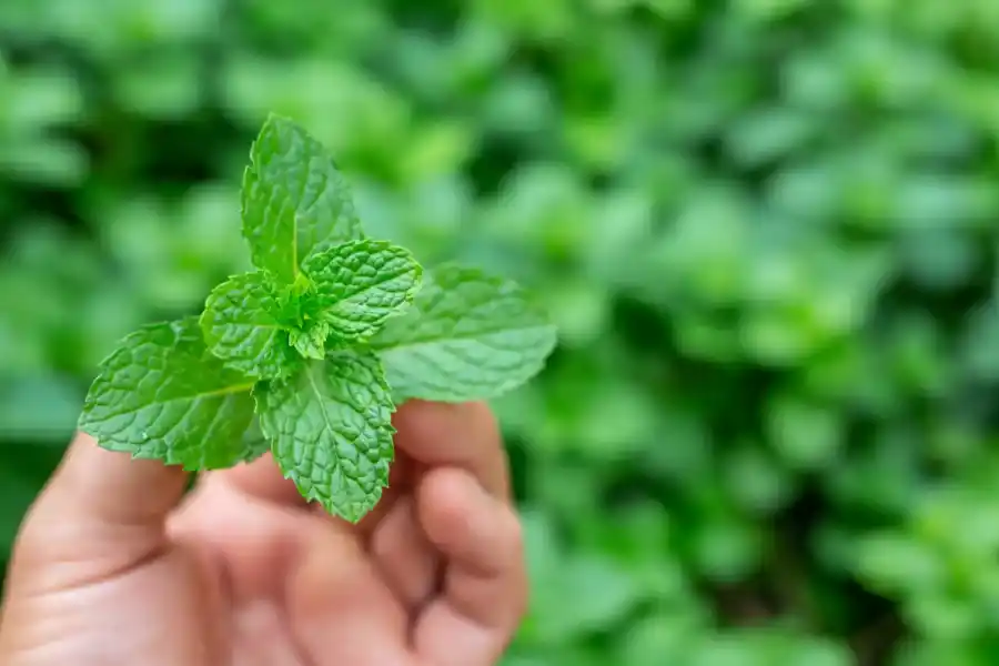 (Imagen- El Español)