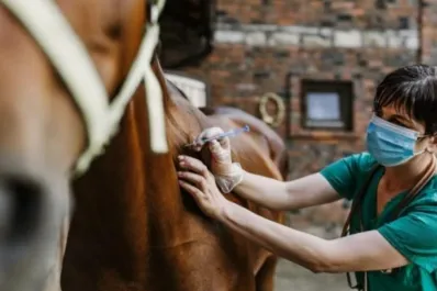 En Tucumán se refuerza la vigilancia epidemiológica por la encefalomielitis equina