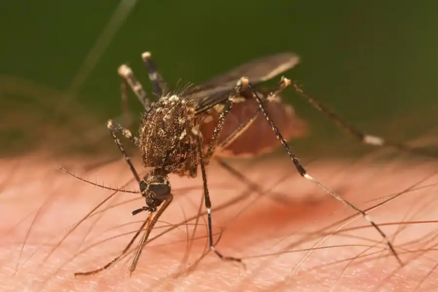 Repelentes para mosquitos: todo lo que tenés que saber ante brote de dengue