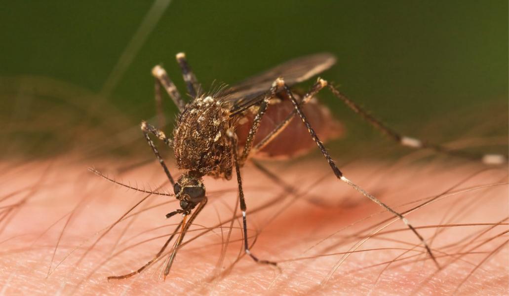 Repelentes para mosquitos: todo lo que tenés que saber ante brote de dengue