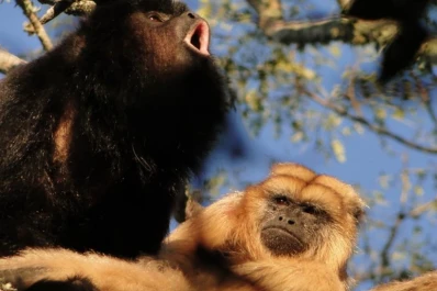 De acuerdo con un estudio científico, los primeros primates vivían en pareja