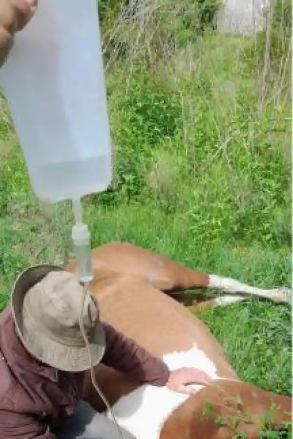 Encefalomielitis equina: su yegua contrajo el virus y contaron cómo lograron salvarla