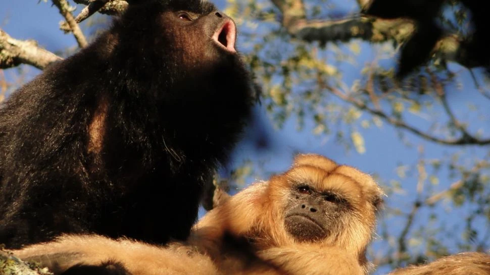 MEJOR DE A DOS. Los primates parecen preferir la vida en grupos.
