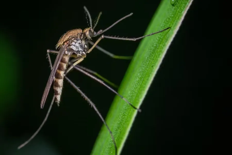 Mosquito que transmite encefalomielitis (Imagen- La Nación)