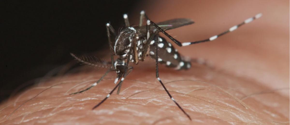 Mosquito del dengue (Imagen- Chequeado)