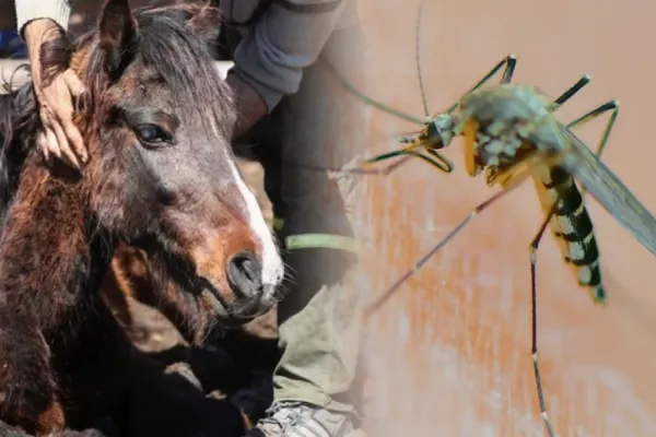 Encefalomielitis equina: siete claves para entender más la enfermedad