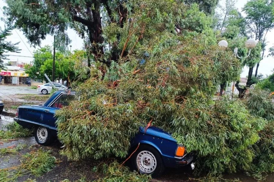 Numerosos autos quedaron sepultados por los árboles caídos.