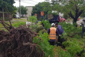 Tragedia en Formosa: murió un bebé por la caída de un árbol en medio de un temporal
