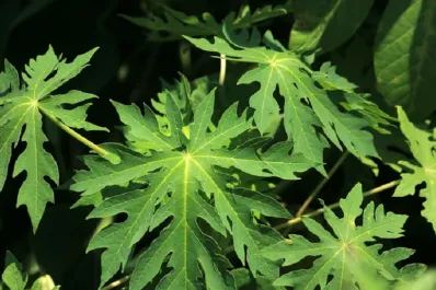 Té de mamón: la infusión que podría ayudar a combatir el dengue