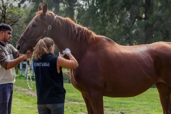 Encefalomielitis Equina: a partir de hoy, es obligatoria la vacunación en todo el país