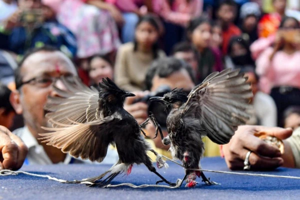 India autoriza las peleas de los pájaros bulbules