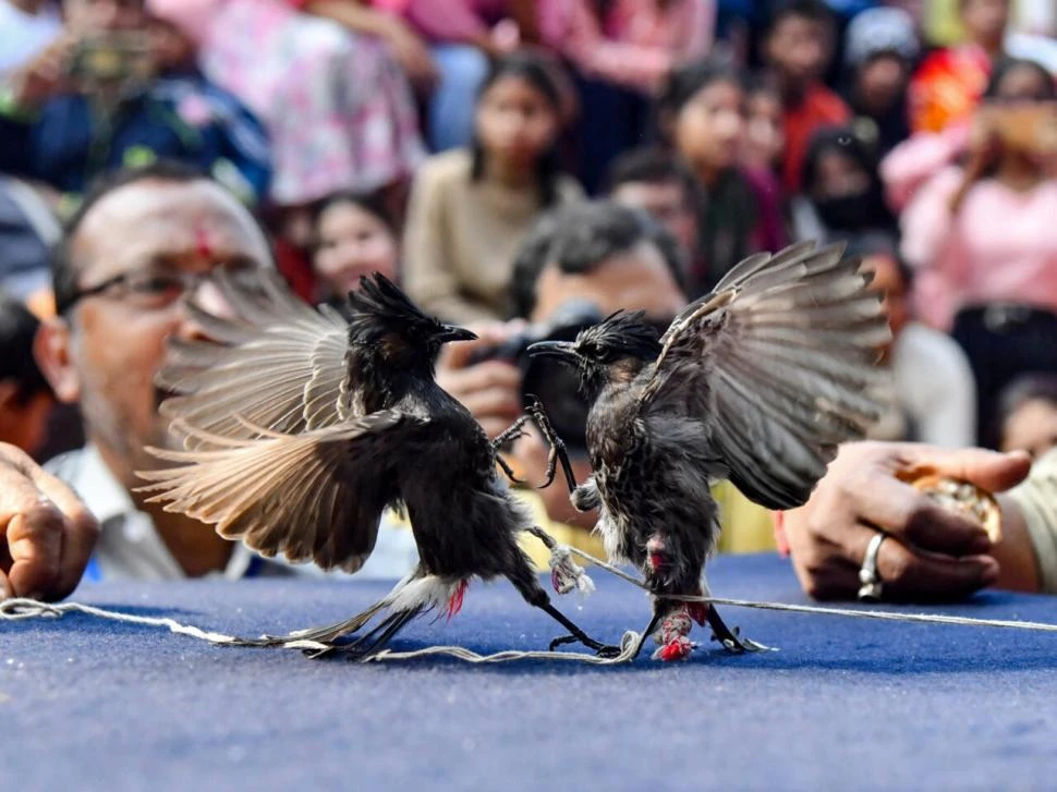India autoriza las peleas de los pájaros bulbules
