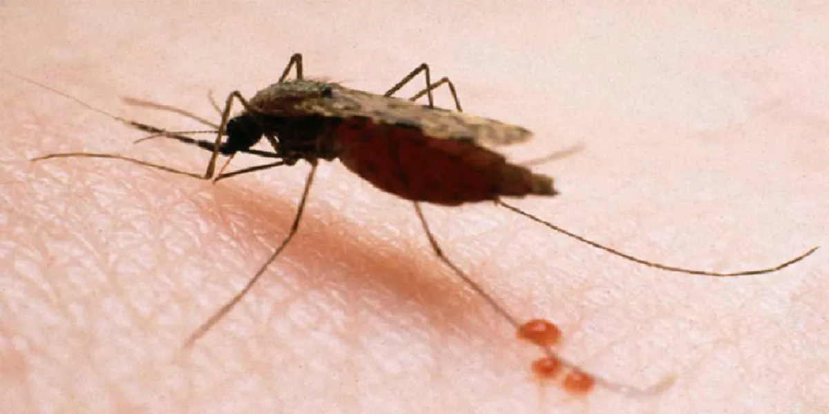 Mosquito Anopheles, trasmisor de la malaria