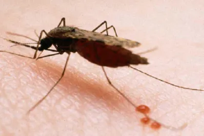 Un turista estadounidense murió por malaria y encendió las alarmas en Argentina