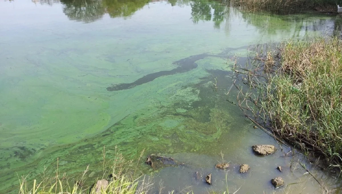 Lago contaminado con algas