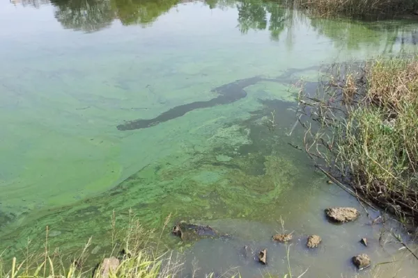 Neuquén lanza un alerta roja por algas contaminantes en lagos