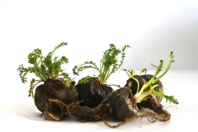 Una particular planta que crece en los Andes puede mejorar la salud