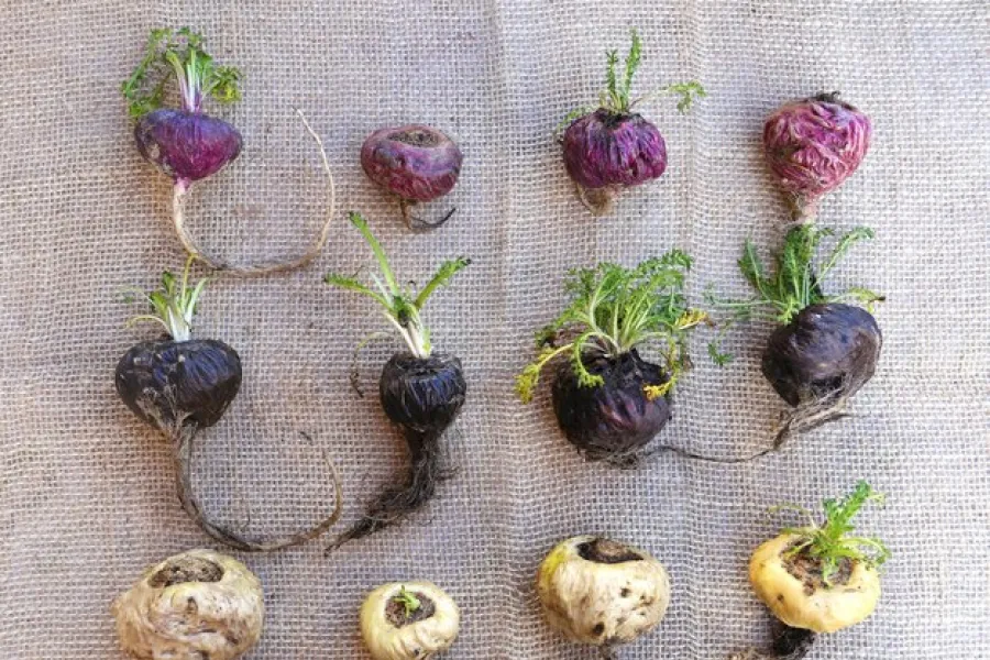 Variedades de maca: negra, roja y amarilla.