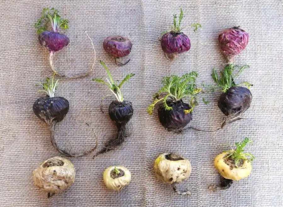 Variedades de maca: negra, roja y amarilla.