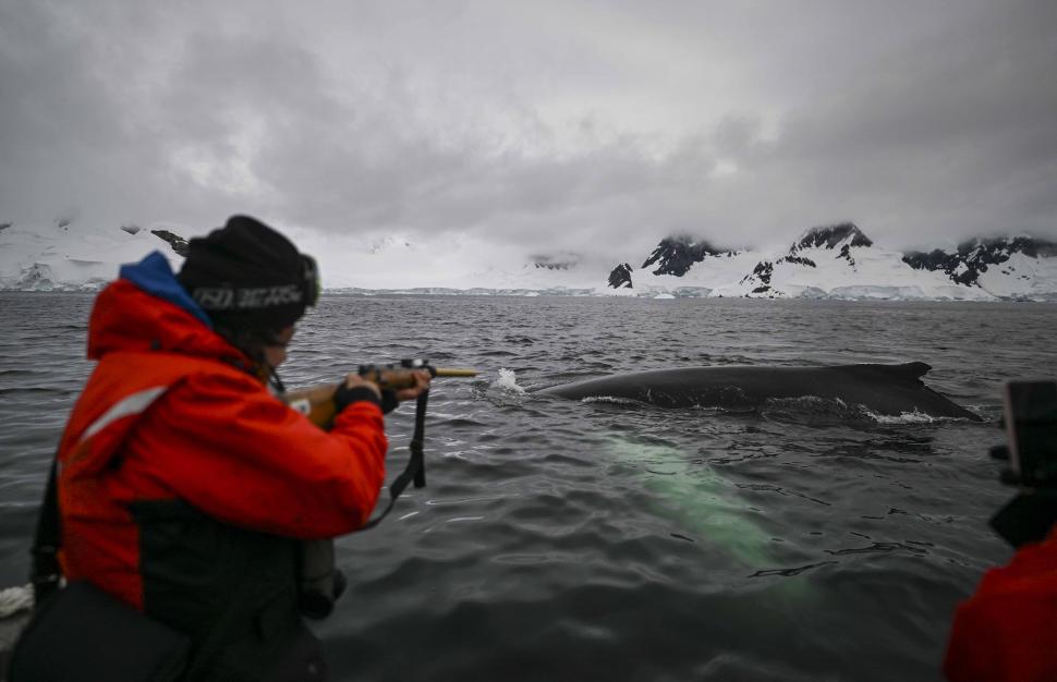 El científico colombiano Diego Mujica, toma una muestra de la piel de una ballena jorobada durante una misión en la Antártida.