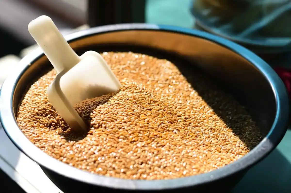 El superalimento que es fuente principal de Omega-3 y tiene numerosos beneficios para la salud