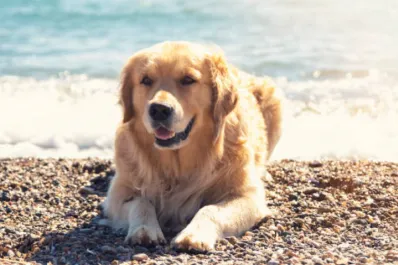 Siete recomendaciones para cuidar a tu perro en la playa