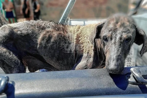 Ley Conan: proponen que las penas por maltrato animal superen a las de otros delitos