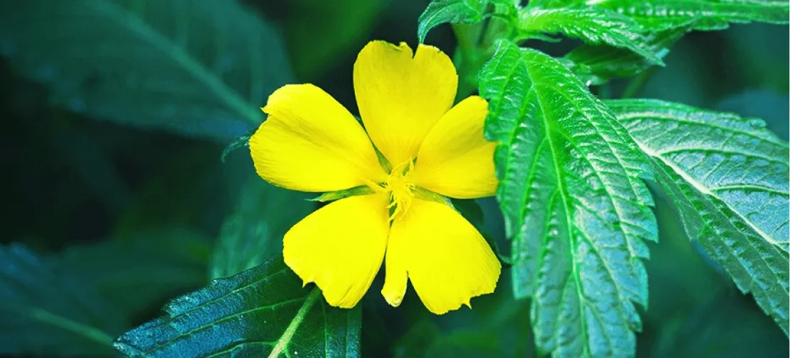 La increíble hierba medicinal que combate enfermedades.