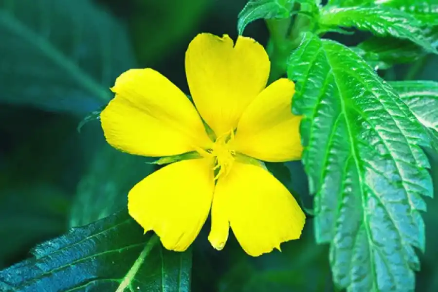 La increíble hierba medicinal que combate enfermedades.