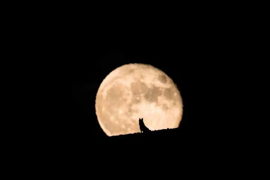 Luna de Lobo: conocé qué te depara la astrología en la primera luna llena del año