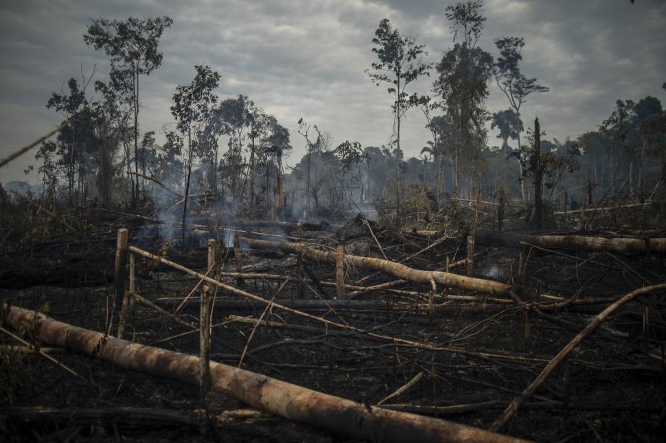 BRASIL. Los incendios causaron estragos en la fauna