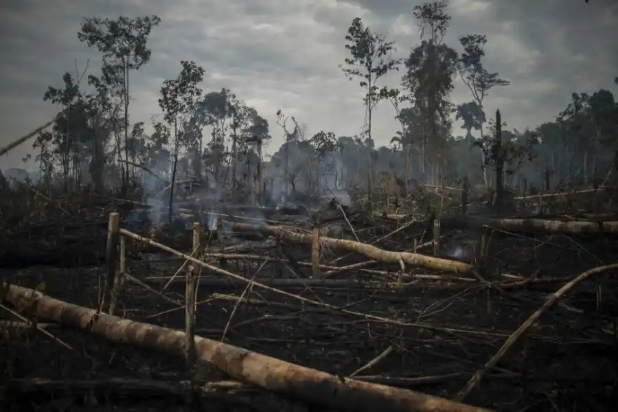 BRASIL. Los incendios causaron estragos en la fauna