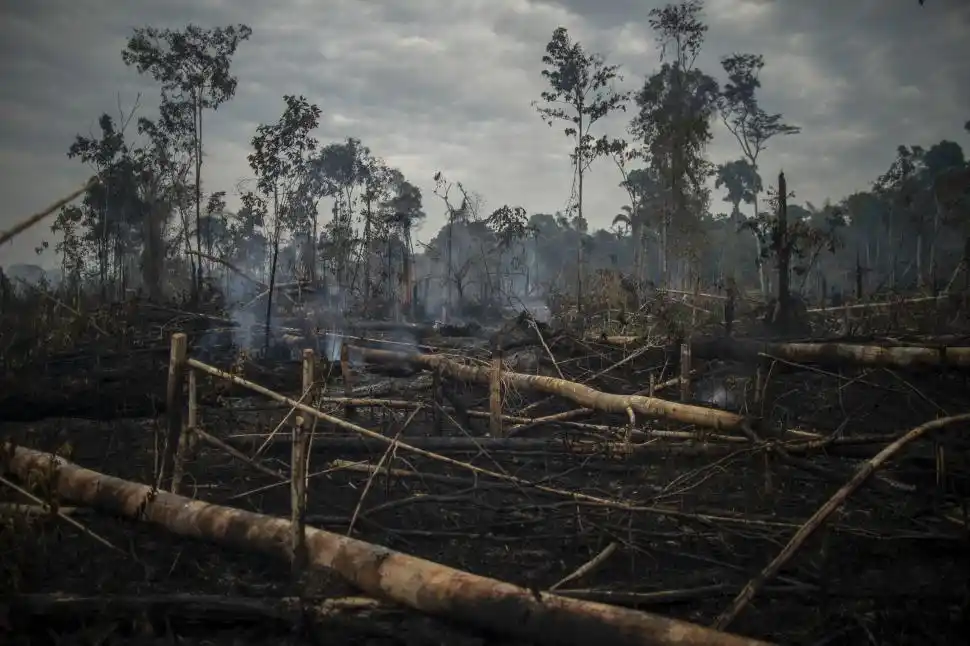 BRASIL. Los incendios causaron estragos en la fauna