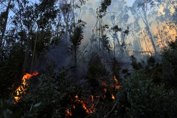 Colombia: miles de hectáreas perdidas por incendios