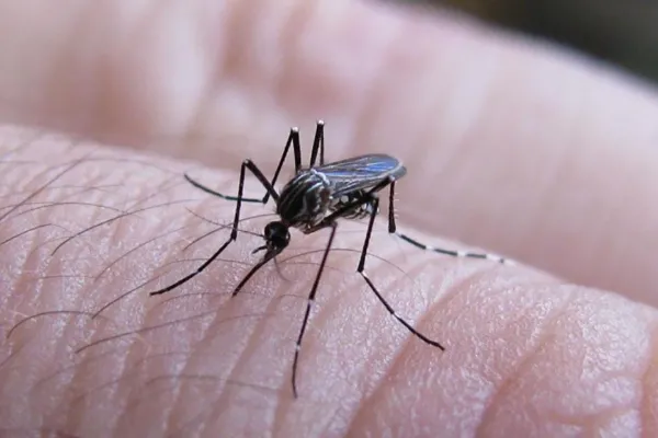 Tucumán superó los 650 casos confirmados de dengue